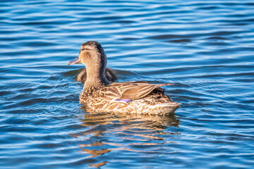 Mallard female Duck swims in the pond in the rain.