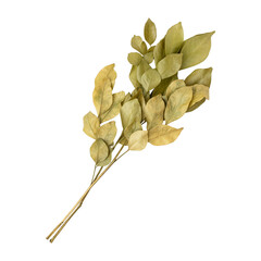Beautiful dry murraya leaves branch isolated on transparent background