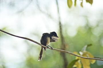 Beautiful little birds are sitting alone in a sunny spring park and relaxing from hunters in...