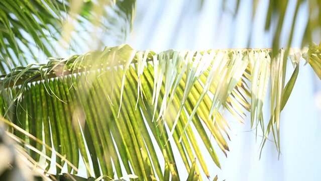 Tropical palm tree with green coconuts on the background. Tropical background, coconut tree and green coconut leaves blown by the wind.