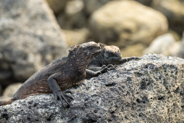 Two Dusky Iguanas sunbathing on some rocks in Puerto Ayora in the Galapagos Islands