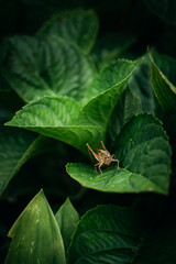 brown cricket sitting on leaf hidden between green leaves - macro close up in moody lighting