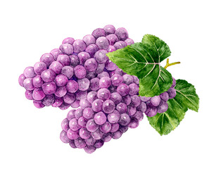 葉っぱ付きのデラウェア　フルーツ（ぶどう）の手描き水彩イラスト素材