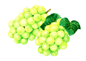 葉っぱ付きのシャインマスカット　フルーツ（ぶどう）の手描き水彩イラスト素材