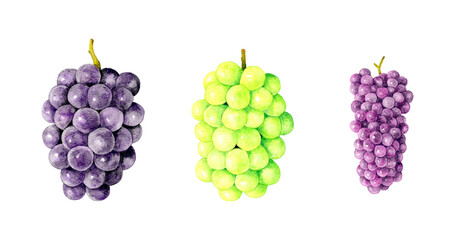 3種のぶどうのセット　巨峰・シャインマスカット・デラウェア　フルーツの手描き水彩イラスト素材