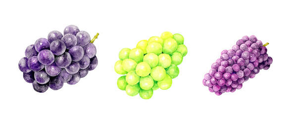 3種のぶどうのセット　巨峰・シャインマスカット・デラウェア　フルーツの手描き水彩イラスト素材