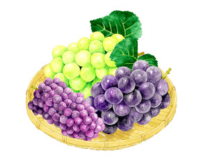 竹ざるに乗った巨峰・シャインマスカット・デラウェア　フルーツ（ぶどう）の手描き水彩イラスト素材