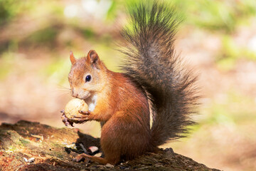 Naklejka na ściany i meble A small wild forest squirrel sits on a rotten tree holding a walnut.