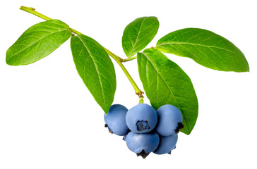 branch of ripe blueberries isolated on white