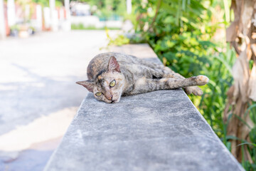 Cute cat enjoying his life outdoors and looking at the camera on green backgrounds. Selective focus on eyes cat, soft focus. The domestic life of a cat at home. Pets