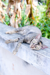 Cute cat enjoying his life outdoors and looking at the camera on green backgrounds. Selective focus on eyes cat, soft focus. The domestic life of a cat at home. Pets