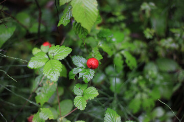 雨に濡れるヘビイチゴ