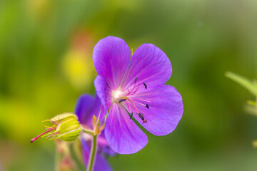 Blue and purple flowers of Geranium wallichianum