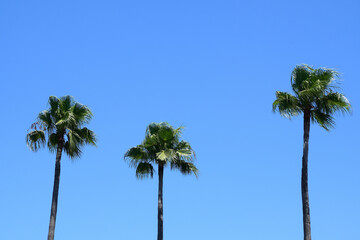 Obraz premium 青空とヤシの木