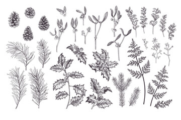 Plants set. Traditional Christmas flora.Vintage illustration. Spruce, pine, holly, fern. Engraiving style. Black. - obrazy, fototapety, plakaty