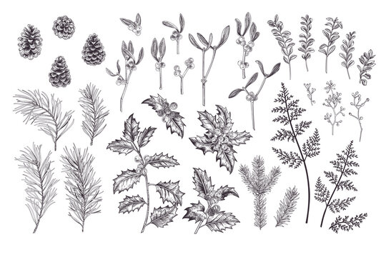 Plants set. Traditional Christmas flora.Vintage illustration. Spruce, pine, holly, fern. Engraiving style. Black.