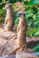 Two cute curious meerkats stand on their hind legs on a sandy hill and look away.