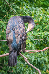 Great cormorant, Phalacrocorax carbo, sits on tree branch on green background