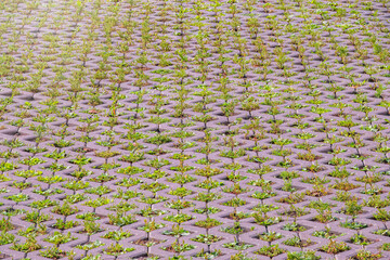 Green grass growing through the cobble stones, outdoor garden flooring background photo texture