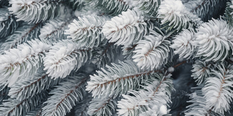 Close-up of winter frozen fir tree branches