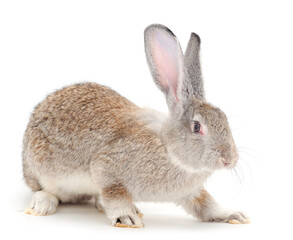 Gray rabbit isolated.