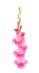 Beautiful pink gladiolus flower. Blank of congratulatory card.