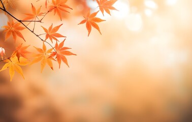 autumn leaves background