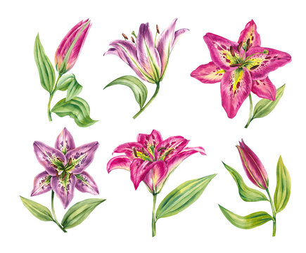 Set of watercolor lilies. Hand drawn lily flowers