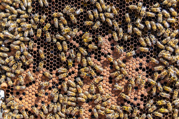 Abstract hexagon structure is honeycomb from bee hive filled
