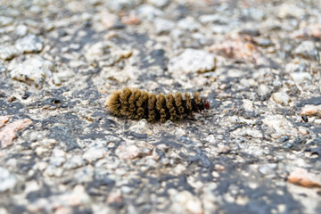 Photography on theme beautiful hairy caterpillar in hurry to turn into butterfly