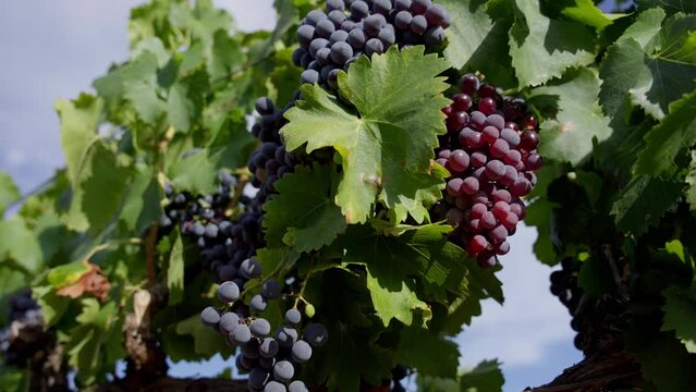 Hand-held shot of large collections of ripe purple grapes hanging on the vines