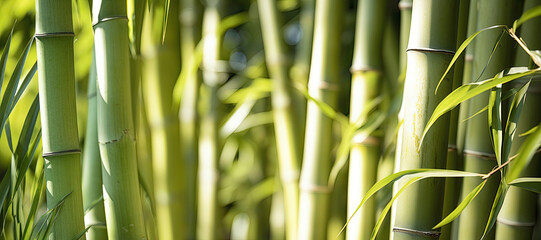Close-up of bamboo trunks in a grove
