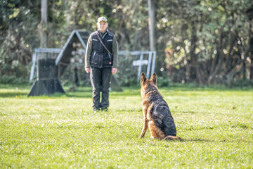 Beautiful german shepherd dog, smart and easy to train during training - 640506602