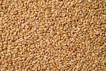 Whole wheat grain texture background, Food ingredients