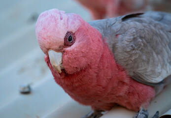 Galah portrait close up