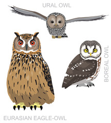 Cute Bird Owlet Eurasian Eagle-Owl Set Cartoon Vector