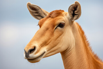 Obraz na płótnie Canvas Saiga antelope close up