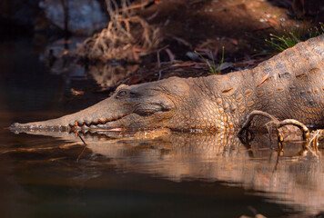 Crocodile entering a creek in northern Australia