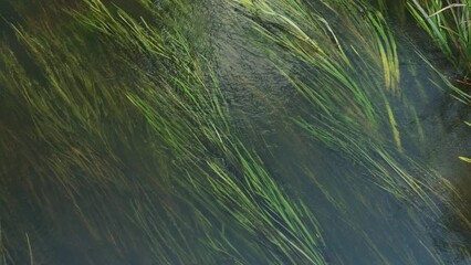 Long grass, algae under water surface sway in the river stream, top down view