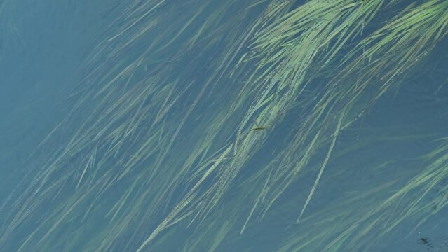 Long grass, algae under water surface sway in the river stream, top down view