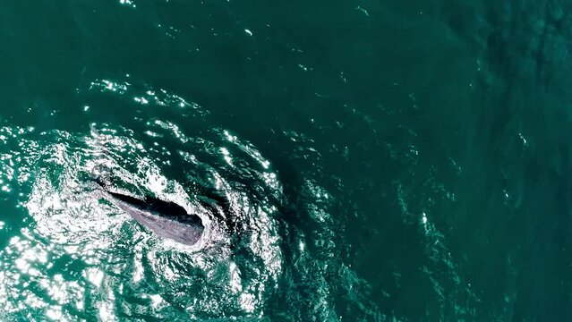 A Southern right whales going to the surface in argentina, into the atlantic ocean in front of peninsula vald&eacute;s. From a drone shooted in 4K.