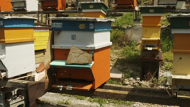Bees swarm around painted beehives at Bulgarian apiculture farm