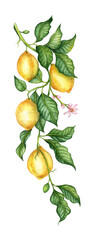 Watercolor illustrations of tropical fruits, flowers and green leaves of yellow lemons. Compositions for posters, postcards, banners, flyers, covers, posters and other printing products. isolated