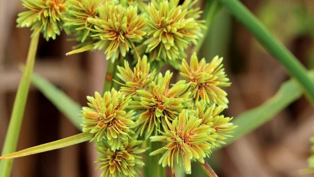 Tall Flatsedge, Cyperus Eragrostis, a native perennial monoclinous herb displaying terminal racemose spikelet head inflorescences during late Summer in the Santa Monica Mountains.