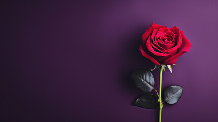 Red rose with green leaves on purple background