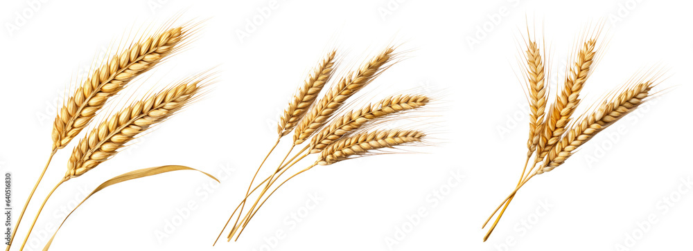 Wall mural collection of golden wheat stalks isolated on white background