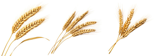 Collection of golden wheat stalks isolated on white background - obrazy, fototapety, plakaty