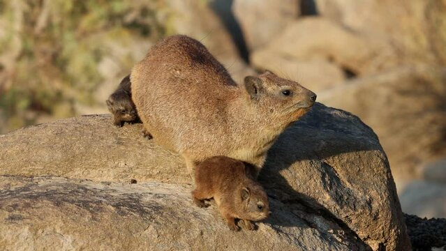 A rock hyrax (Procavia capensis) with small pups basking on a rock, Augrabies Falls National Park, South Africa