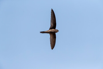 Plain Swift, Apus unicolor, in flight on Madeira