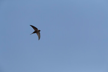 Plain Swift, Apus unicolor, in flight on Madeira